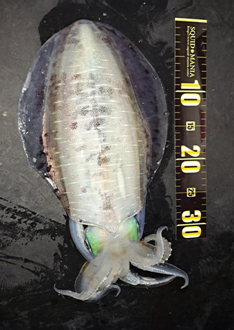 秋アオリ投稿ダービー