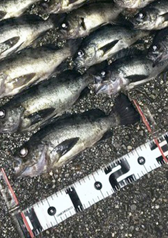 メバル投稿ダービー